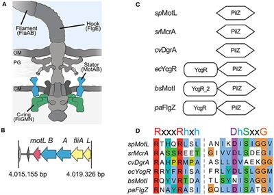 Corrigendum: The Stand-Alone PilZ-Domain Protein MotL Specifically Regulates the Activity of the Secondary Lateral Flagellar System in Shewanella putrefaciens